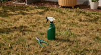 Is Your Brown Lawn Dead Or Just Dormant? 5 Signs It Will Bounce Back Before Fall