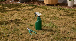 Is Your Brown Lawn Dead Or Just Dormant? 5 Signs It Will Bounce Back Before Fall