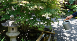 Japanese Gardens, Oregon, United States Surges In Global Coverage