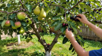 These 6 Fruit Trees Thrive On Neglect – For A Lush, Stress-Free Bounty You Can Enjoy Even In A Small Yard