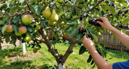 These 6 Fruit Trees Thrive On Neglect – For A Lush, Stress-Free Bounty You Can Enjoy Even In A Small Yard