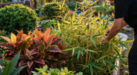 These 8 Gorgeous Fast-Growing Privacy Plants Create A Sanctuary Of Color, Texture And Fragrance Before Fall