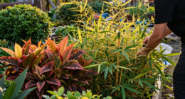 These 8 Gorgeous Fast-Growing Privacy Plants Create A Sanctuary Of Color, Texture And Fragrance Before Fall