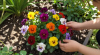 This Colorful Perennial Is Quietly Replacing Mums – It Blooms For Weeks Into Fall And Pollinators Love It