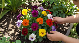 This Colorful Perennial Is Quietly Replacing Mums – It Blooms For Weeks Into Fall And Pollinators Love It