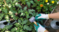 This Weird Tool Is A Garden Game Changer – It Prevents Pests And Diseases In Your Yard (And Will Save Your Back!)