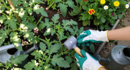 This Weird Tool Is A Garden Game Changer – It Prevents Pests And Diseases In Your Yard (And Will Save Your Back!)
