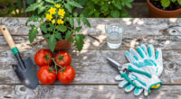 Tomatoes Still Have Flowers, But No Fruit? What To Do Before The Season Runs Out