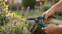 Weekend Win: Prune Lavender Now To Help It Survive Winter Chills
