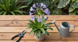 What To Do With Agapanthus In August – 3 Easy Care Tips For Longer-Lasting Blooms This Year And Healthier Plants Next Year