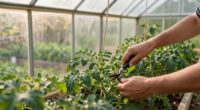 9 Best Garden Greenhouse Kits in 2026