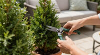 Bye Bye, Boxwood – These 6 Lollipop Evergreens Will Give You Year-Round Curb Appeal Even In Small Spaces