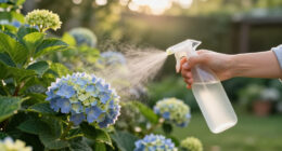 Is Your Hydrangea A Lazy Bloomer? 6 Easy September Fixes To Unlock A Gorgeous Comeback Next Year