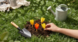 Plant These $1 Bulbs In Your Lawn Now For Drifts Of Pretty Fall Flowers