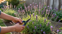 Pruning Lavender In Fall? 3 Risky Cuts To Avoid – And The Cheeky Cut That Works