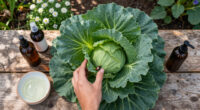 The Harlequin Cabbage Bug: Identification And Organic Controls