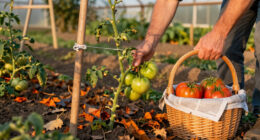 The Simple Fall Trick That Ripens The Last Green Tomatoes, Fast