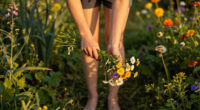 The Wisdom Of Wildflowers: Reflecting On Dolly Parton’s Timeless Song