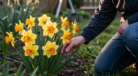 This Daffodil Is Quietly Replacing Classic Yellow Varieties – It’s Fragrant, Long-Lived, And Hardy