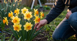 This Daffodil Is Quietly Replacing Classic Yellow Varieties – It’s Fragrant, Long-Lived, And Hardy