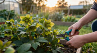 What To Do With Hellebores In Fall To Ensure Elegant Winter Blooms – 5 Easy Tasks To Check Off Your List In September