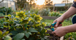 What To Do With Hellebores In Fall To Ensure Elegant Winter Blooms – 5 Easy Tasks To Check Off Your List In September