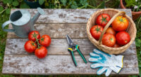 What To Do With Tomato Plants In September – 7 Easy Tasks To Get The Most Out Of Your 'Maters Before The First Frost