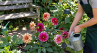 Why Are My Dahlia Flowers Fading In September? Fixing Late-Season Bloom Drop