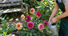 Why Are My Dahlia Flowers Fading In September? Fixing Late-Season Bloom Drop