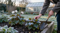 25 Of The Best Winter Flowers For Your Garden