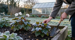 25 Of The Best Winter Flowers For Your Garden