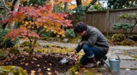 3 Things Your Japanese Maples Need Before The End Of October – An Arborist Reveals How To Prepare Them For Winter