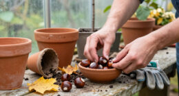 5 Clever Ways To Reuse Conkers In Your Home And Garden This Autumn – From Helping Wildlife To Deterring Pests