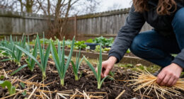 Garlic Is Sprouting Before Winter: Should You Cover It Or Leave It Alone?