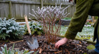 How To Care For Spirea Shrubs In Winter