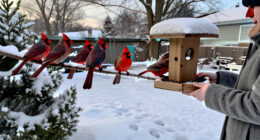 How To Help Cardinals Through Winter – 7 Ways To Support These Beautiful Birds In October