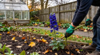 How To Prepare Your Delphinium Plants For Winter
