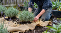 How To Winterize Lavender Plants To Protect Them From Cold And Wet