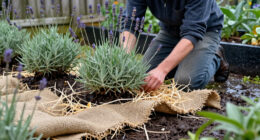 How To Winterize Lavender Plants To Protect Them From Cold And Wet