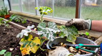 Powdery Mildew At Season’s End, Treat The Plant Or Clean Up And Move On?