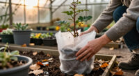 Preparing Tender Plants For Winter