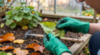 These 7 Garden Pests And Eggs Are Easy To Remove During Fall Cleanup – If You Know Their Hiding Places