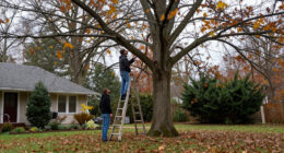 Tree Experts Urge Homeowners To Do This Check Before Winter To Keep Your Home And Garden Safe From Danger