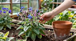 What Is Borage? Learn To Grow This Pollinator-Friendly Herb