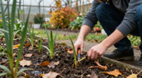 What To Do With Your Lilies In October – 5 Easy Ways To Unlock Stronger Plants And Bigger Blooms Next Year
