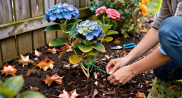 What Your Hydrangeas Need In October – 6 Ways To Winterize Plants And Unlock Bigger Blooms Next Year