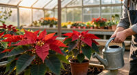 What Your Poinsettia Really Needs In October For A Beautiful Christmas Display